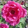 Intrigue rose photo