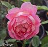 Evelyn rose photo