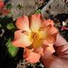 Playboy rose photo