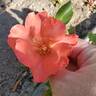 Playboy rose photo