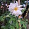 Midsummersnow ® rose photo