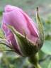 Marie Daly rose photo