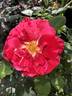 Scentimental ™ rose photo