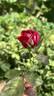 Scentimental ™ rose photo