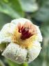 Marie Daly rose photo