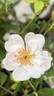 Marie Daly rose photo