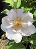 Marie Daly rose photo