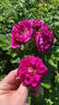 Roseraie de l'Haÿ rose photo