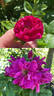 Roseraie de l'Haÿ rose photo