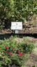 Parkdirektor Riggers ® rose photo