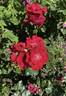 Parkdirektor Riggers ® rose photo