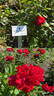 Andalusien ® rose photo