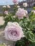 Lagerfeld rose photo