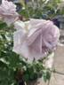 Lagerfeld rose photo