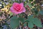 Elaine Paige™ rose photo