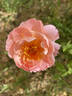 Belle Story rose photo