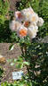 Schloss Eutin ® Fairy Tale rose photo