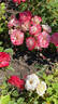Jubilé du Prince de Monaco rose photo