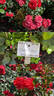Cherry Girl rose photo