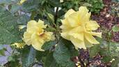 Friesia rose photo