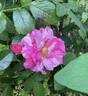 Rosa Mundi rose photo