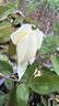 Ducher rose photo
