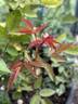 Ducher rose photo