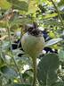 Ducher rose photo