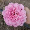 Candy Stripe rose photo