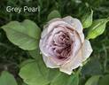 Grey Pearl rose photo