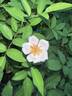 Marie Daly rose photo
