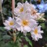 Midsummersnow ® rose photo