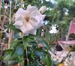 Aspirin ® Rose rose photo