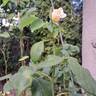 Courage rose photo