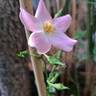 Rigo Fortuna rose photo