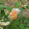 Buff Beauty rose photo