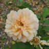 Buff Beauty rose photo