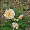 Buff Beauty rose photo
