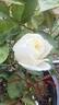 Ducher rose photo