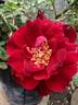 Cardinal Hume ® rose photo