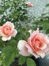 Apricot Candy ™ rose photo