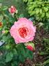 Augusta Luise ® rose photo
