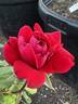 Double Knock Out rose photo