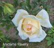 Madame Ravary rose photo