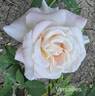 Versailles ® rose photo