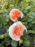 Double Easy Orange rose photo