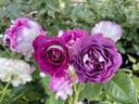 Cosmic Clouds™ rose photo