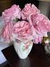 Pink O'Hara ™ rose photo