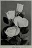 Madame Butterfly rose photo