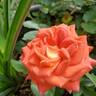 Burst of Joy ™ rose photo